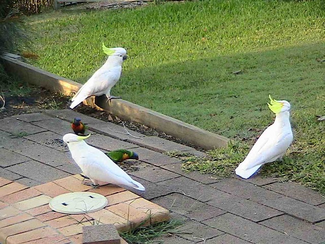 Cockies and Lorikeets 1