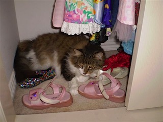 Sam in the cupboard