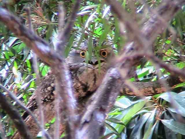 Freddy in the tree