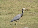 Hercule the Heron