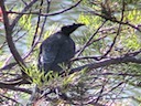 Knobblenose the Noisy Friarbird