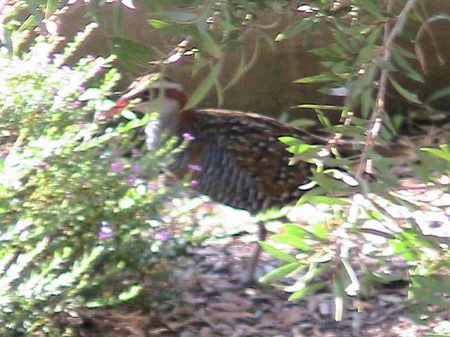 Button the Quail