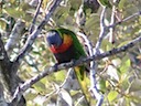 Laurence the Lorikeet