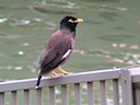 Maurice Mynah