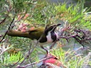 Hortense the Honeyeater