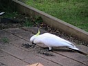 Yum - love those sunflower seeds