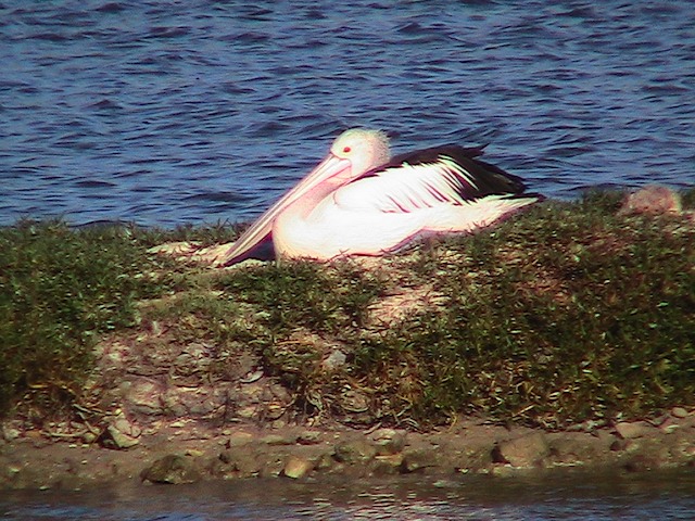 Percy the Pelican