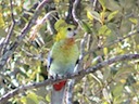 Rosie the Pale-Headed Rosella