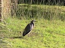 Hercule in the grass