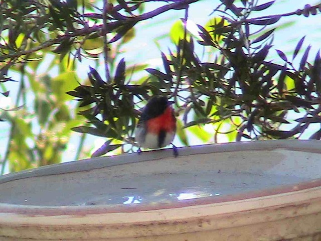 Marcel on the birdbath