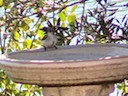 Morsel on the birdbath