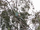 In the tree