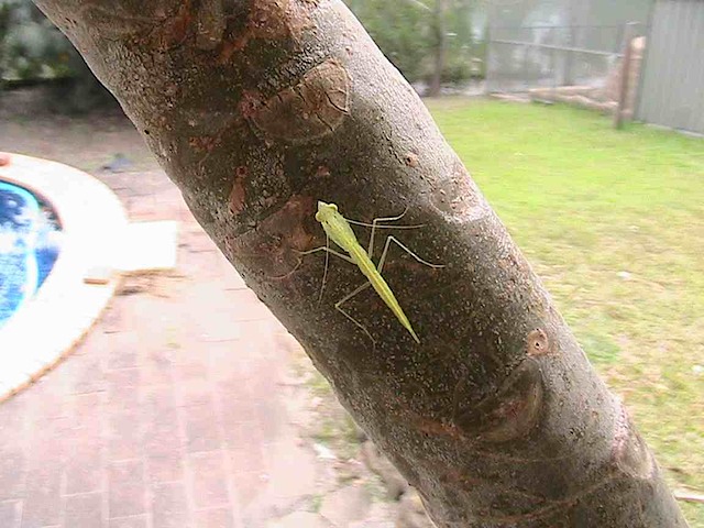 Prado the Praying Mantis