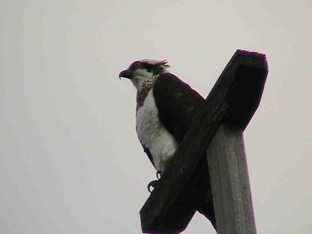 Ollie the Osprey