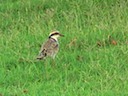 Dotty the Dotterel