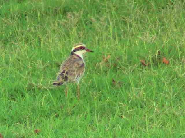 Dotty the Dotterel