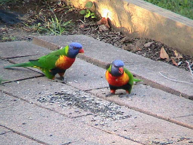 Lorikeets 1