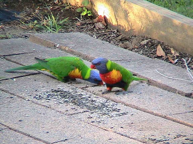 Lorikeets 2