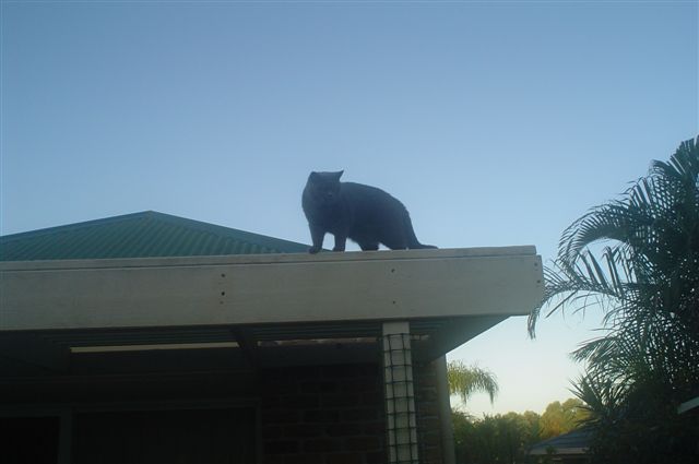 Louis on Sam's roof again