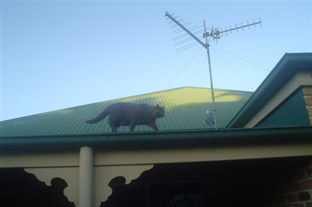 Louis on Sam's roof