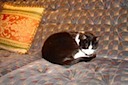 Moppet curled up on the sofa