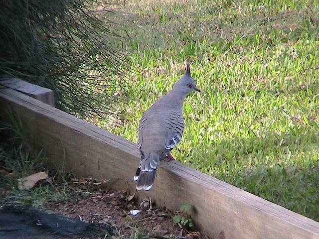 Topknot keeping lookout