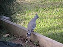 Topknot keeping lookout