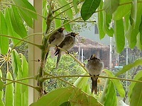 noisy_miners_sidebar