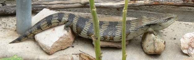 Smilie Bluetongue rocks!