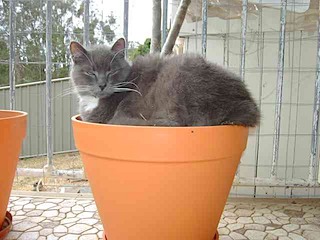 Tommy in his favourite pot