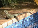 Wally on the edge of his pool