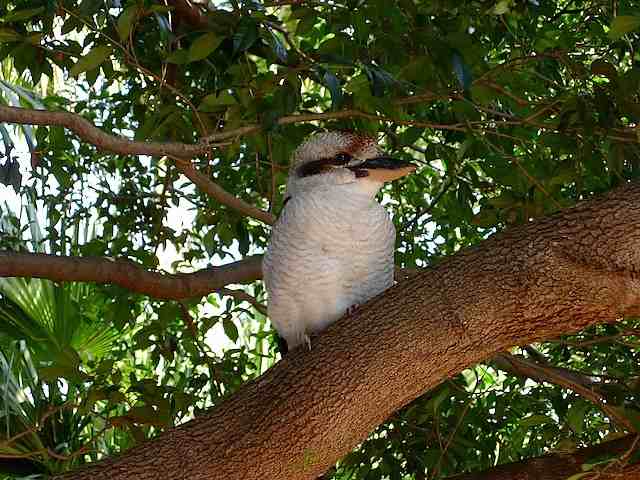 Charles in the tree