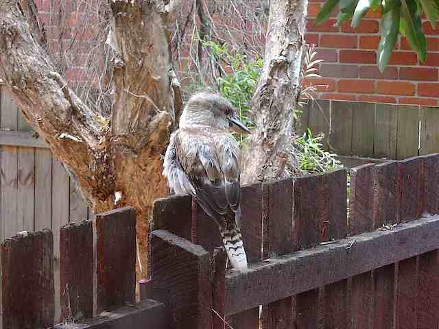 Charles on the fence