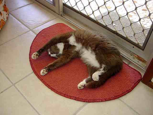 Kit sploshed on his favourite mat