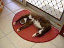 Kit sploshed on his favourite mat