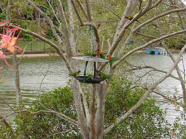 The Local Lorikeets