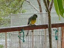 Red Rump on the railing