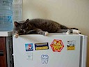 That's a fridge I'm on. What a cool cat I am!