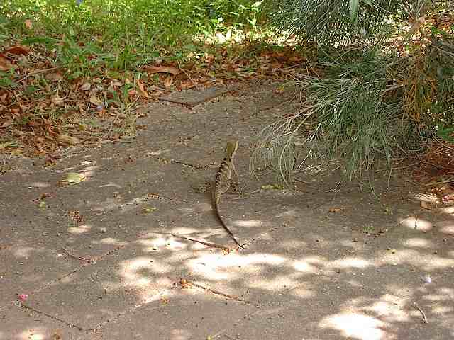 Wally the Water Dragon