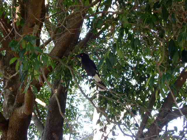 Wonky the Currawong