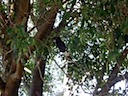 Wonky the Currawong